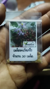 50 เมล็ด มะแว้งเครือ เมล็ดมะแว้งเครือ มะแว้ง เมล็ดมะแว้ง มะแว้งเถา เมล็ดมะแว้งเถา