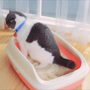 Khay vệ sinh cho mèo Basic Pakeway 3 size: S/M/L