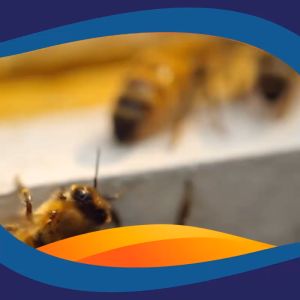 MADU HITAM PAHIT ADAWIYAH 99 PLUS INSULIN BPOM