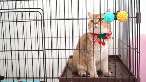 Sáp thơm khử mùi hôi Chó Mèo hình bánh Donut (1 Hộp: 4 cái) mẫu mới - Love Pets Shop