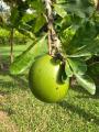 Calabash Tree Cuttings or Fruit (Miracle Fruit) for Planting or Juicing. 
