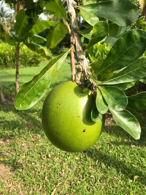 Calabash%20Tree%20Cuttings%20or%20Fruit%20(Miracle%20Fruit)%20for%20Planting%20or%20Juicing%20-%20Image%204