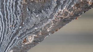 AstrHori 25mm F/2.8 MF Full Frame Ultra Macro Lens for Nikon Z Mount Mirrorless Camera Manual Focus Clicked Aperture and 2-5x Magnification Range for Photography | JG Superstore