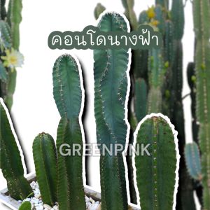 คอนโดนางฟ้า 60cm. ตัดสด ปราสาทนางฟ้า ตอคอนโดนางฟ้า ต้นคอนโดนางฟ้า Cactus แคคตัส กระบองเพชร คอนโดนางฟ้ายักษ์ แต่งคาเฟ่ แต่งร้าน