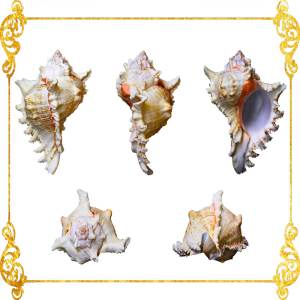 Murex Ramusus | Chicoreus Ramosus | 4 - 6.5 Inches