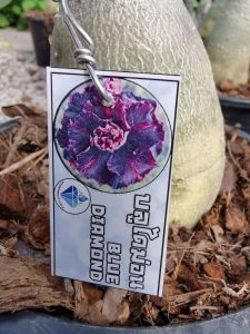 ADENIUM ROSE MULTI LAYER (RANDOM COLOUR)