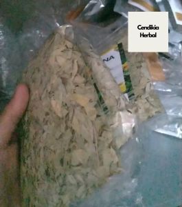 Teh Daun Jati Cina Teh Daun Jati Cina 50 gr Teh Diet Teh Pelangsing Teh Peluntur lemak