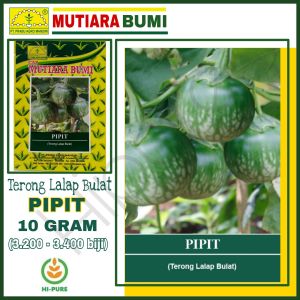 BENIH TERONG LALAP PIPIT ISI 10 GR CAP MUTIARA BUMI