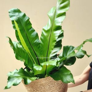Birds Nest Fern Long Layered Natural Roots Nest Fungus Fern เฟิร์นข้าหลวง เฟิร์นข้าหลวงหลังลาย เฟิร์นรังนก เฟิร์นข้าหลวงโอซาก้า ไซส์M