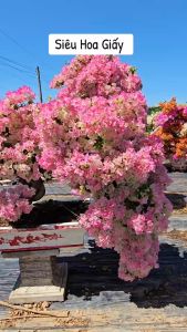 Phân Bón Hữu Cơ SIÊU HOA GIẤY Chuyên Dùng Cho Hoa Giấy Gói 700gram