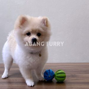 Abang Furry • READY STOCK Pet Chewing and Cleaning Teeth Ball Toy For Dog Pet Toy Pet Accessories 现货宠物狗狗磨牙啃咬洁齿清洁口腔玩具球