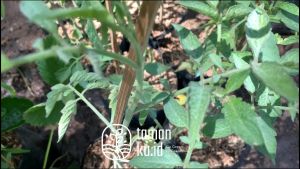 Bibit Tomat Hidup Siap Tanam: Panduan Lengkap