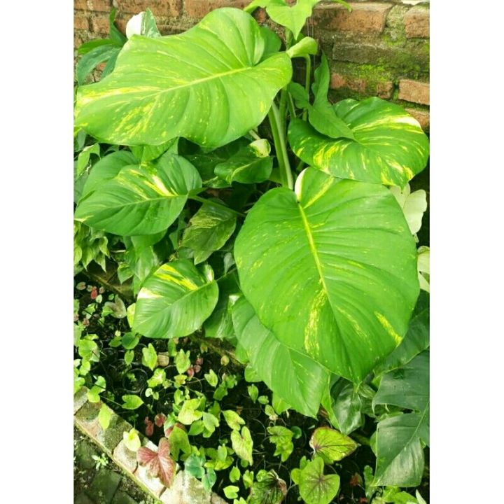 (Ukuran Big/Besar/Jumbo Daun 5-7) Sirih Gading Variegata | Lazada Indonesia
