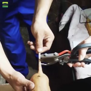 220V Electric Pig Tail Cutter 150W Bloodless Piglet Tail Cutter with Handle Switch Pig Equipment