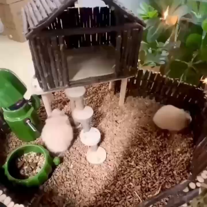 【SG SELLER】Hamster House Apple Stick House Apple Stick Fence Landscape Hamster Supplies /Quail house/Quail Nest