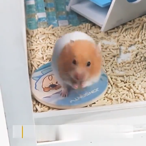 Paw Hero Hamster Cooling Pad Hamster Bed Toy Hamster Cage For Hamsters Pet Mat Hamsters Accessories