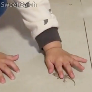 Lizard dies and air-dries after eating Lizard repellent 8 Pcs/Box Lizard killer Gecko repellent Racun cicak Ubat cicak paling berkesan Racun cicak paling kuat 壁虎驱除剂 驱赶壁虎 壁虎毒药 杀壁虎 防壁虎药