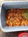 embrio ayam atau kapal selam umpan Galatama lele total dan induk. 