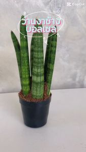 บรรจุภัณฑ์ว่านงาช้างบอลเซล (Sansevieria boncellensis) กระถาง 2.5 นิ้ว ต้นไม้ฟอกอากาศ ต้นไม้ plant