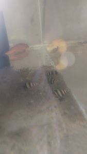 Assasin Snail Algae Eater per Piece - Black and Yellow Striped - Aquarium Use - Shallow Water Scene