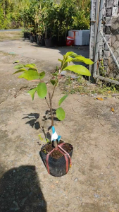 Cây Giống Na Thái ( Mãng Cầu Thái) - Trái To Ít Hạt - Cơm Dày Ngọt Đậm - Cây Giống Vân Anh