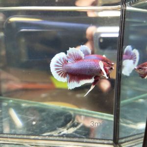 ikan.laga betta hmpk dumbo salamander show grade