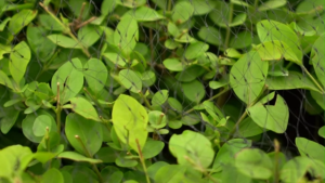 20x5Meter Bird Net Garden Protection Fruit Trees Pest Control Netting