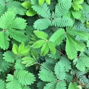 含羞草小盆栽室内外阳台植物幼儿园儿童花卉怕羞草害羞草趣味植物