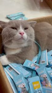 COMBO 50 GÓI SÚP THƯỞNG SHIZUKA-THỨC ĂN VẶT CHO MÈO