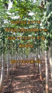 เมล็ดพันธุ์ มะละกอฮาวาย ขนาด 50 กรัม (โปรโมชั่น)