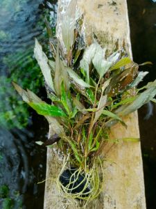 hygropila corymbosa costata media wabikusa tanaman aquascape