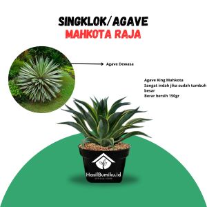 Tanaman Hias Agave Singklok Mahkota King Raja Gratis Pot Kecil Ukuran Remaja Premium