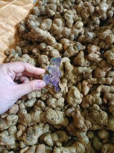 1kg GỪNG ĐEN( NGẢI ĐEN) ĐÀO Ở RỪNG LOẠI CÂY MÀU NHẠT. 100% không pha trộn hàng trồng