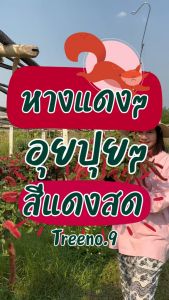 Treeno.9 T303 หางกระรอกแดง (Red Hot Cat's Tail) กระถางแขวน 8 นิ้ว สูง 15-20 cm ดอกสีแดงสวยงาม ไม้ประดับ ดอกไม้