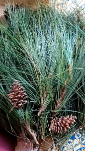 Daun Pinus Segar / Daun Pohon Pinus Segar Langsung Dipetik Saat Order Masuk