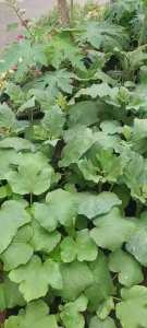 Okra Seeds – Premium Okra Variety | Approx. 20 Seeds Per Pack