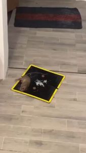 Lem Penangkap Tikus: Solusi Efektif Mengatasi Masalah Tikus