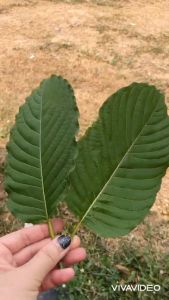 ใบกระท่อมก้านแดง 5 ขีด สด กระท่อม ก้านแดง เก็บสดก่อนส่ง ไม่ฉีดยาฆ่าแมลง