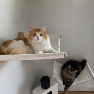 Cat Wall Hammock Wall Mounted Cat Kitty Bed Funiture with Stable Shelves and Perches for Sleeping Playing Climbing and Lounging