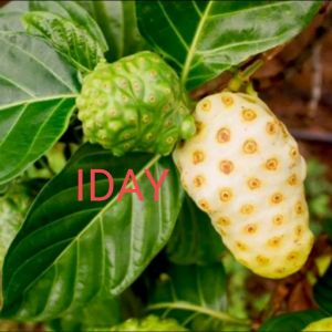 PROMO 1KG BUAH MENGKUDU SEGAR ASLI MATENG ASLI SEGER OBAT HERBAL TRADISIONAL SUDAH TERBUKTI