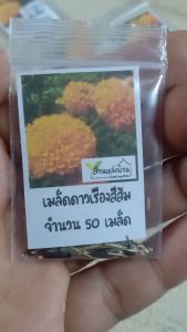 50 เมล็ด ดาวเรืองสีส้ม ดอกใหญ่ เมล็ดดาวเรืองสีส้ม เมล็ดดาวเรือง ดาวเรือง