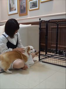 【Finco】กรงสูง กรอบคอกสูง คอกสูง คอกสัตว์เลี้ยง รูปแบบ บรรจุภัณฑ์ ทน 100 ต่อการกัด ถอดออกได้ กรงชูด