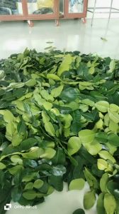 Lá chúc. Lá chanh thái. Nửa kg.