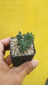 ต้นไม้อวบน้ำ ซีดัม Sedum Rupestre Blue Spruce - กุหลาบหิน รูเปสเตร บลูสปรูซ