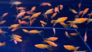 Gold Molly/ Freshwater/ Livefish/ 金茉莉