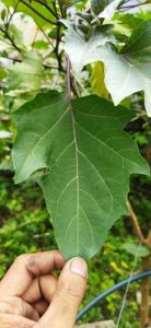 Buah Daun & Biji Kecubung (Datura metel) கரு ஊமத்தை