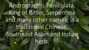 SHOPTHYNK - SERPENTINA CAPSULES NATURAL HERB FOOD SUPPLEMENT BOTTLE OF 100 PCS