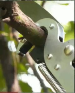 Original Made Japan High Altitude Pruning Shears Tree Trimmer Branch Cutter Pick Fruit With Pole Telescopic Pruning Saw For Trees