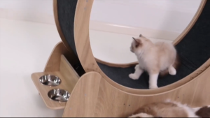 【SG Stock】 Cat Treadmill Cat Running Wheel Wood Solid Climbing Wheel Weight Loss Fitness Roller Silent Exercise Cat Treadmill Cat Running Wheel Wood Solid Climbing Wheel Cat Treadmill Cat Treadmill Cat Treadmill Cat Treadmill