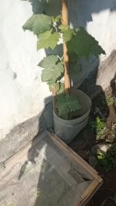Bibit Anggur Bogema Import Asli Grafting